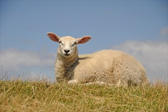 Young sheep resting on a dyke