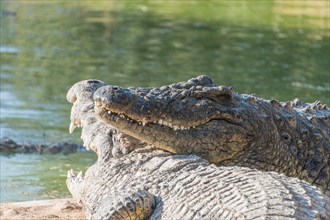 Nile Crocodiles (Crocodylus niloticus)