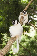 Two Verreaux's Sifakas (Propithecus verreauxi) sitting in a tree