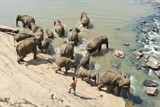 Group of Asian Elephants (Elephas maximus) by the river