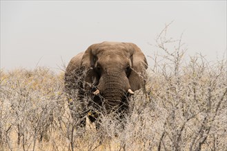 African Bush Elephant (Loxodonta africana)