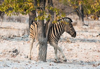 Burchell's Zebra (Equus burchellii) using a tree as a scratching post