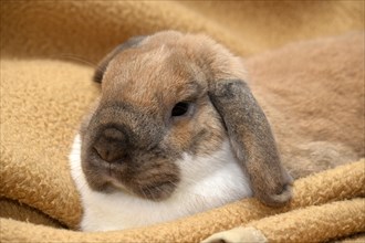 Lop-eared Rabbit