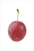 Cherry plum