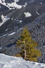 Mountain Pine (Pinus mugo)