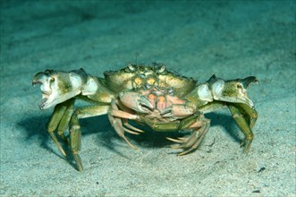 Mediterranean Green Crabs (Carcinus aestuarii)