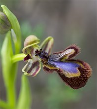 Mirror Orchid (Ophrys speculum)