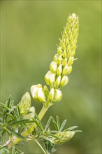 Bigleaf Lupine or Garden Lupine (Lupinus polyphyllus)