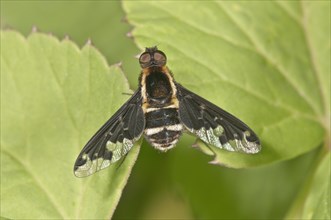 Hemipenthes maura fly (Hemipenthes maura)