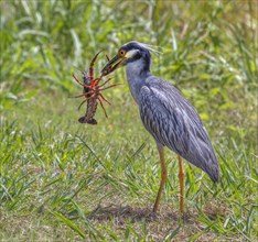 Yellow-crowned Night Heron (Nyctanassa violacea) with a caught crawfish
