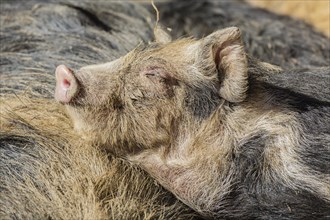 Turopolje Pig (Sus scrofa domestica)