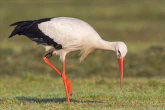 White Stork (Ciconia ciconia) foraging on meadow