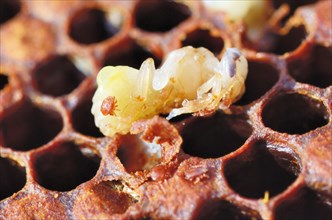 Bee colony infested with Varroa Honey Bee Mites (Varroa destructor