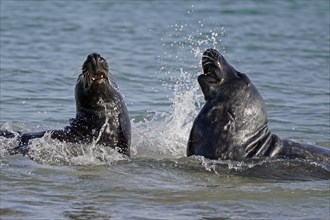 Two Grey seals (Halichoerus grypus) fighting in shallow water