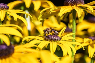 Honey bee (Apis mellifera) sits on yellow flower