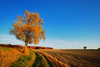 Field landscape in autumn