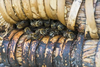 Honey bees (Apis mellifera) at the entrance hole of a beehive