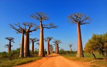 Baobab trees (Adansonia grandidieri)