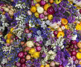 Colourful strawflowers