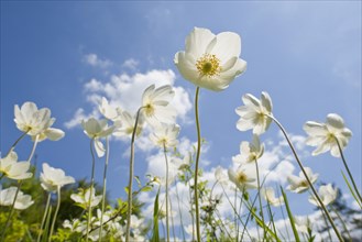 Snowdrop Anemones (Anemone sylvestris) flowers against a blue sky