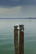 Two white pigeons perched on wooden poles in Lake Trasimeno