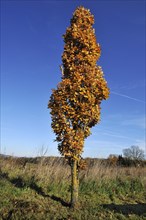 Cypress Oak (Quercus rubor) in autumn foliage