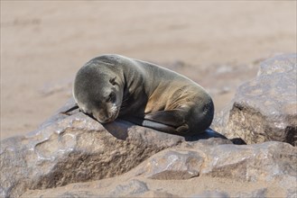 Young Brown Fur Seal or Cape Fur Seal (Arctocephalus pusillus) sleeping on a rock