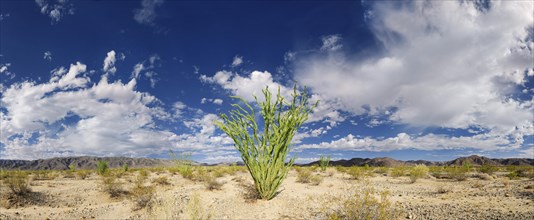 Ocotillo Shrub (Fouquieria splendens) with clouds in the sky