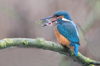 Common Kingfisher (Alcedo atthis) on a branch with a fish in its beak