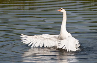 Mute Swan (Cygnus olor) spreading its wings