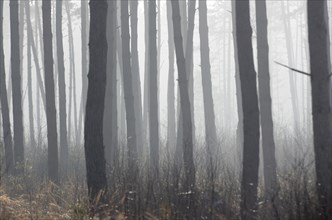Dense fog in a pine forest