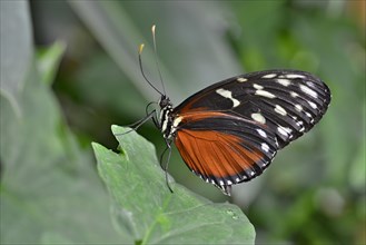 Five-spotted Longwing (Heliconius hecalesia)