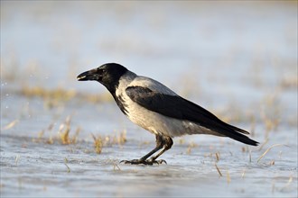 Hooded Crow (Corvus corone cornix) standing on ice