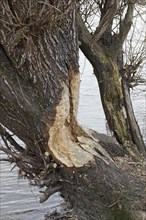Beaver bite marks on a tree on the Elbe river
