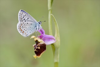 Common Blue (Polyommatus icarus) perched on a Late Spider Orchid (Ophrys fuciflora)