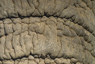 African Elephant (Loxodonta africana)