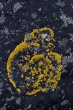 Caloplaca lichen (Caloplaca) on rock