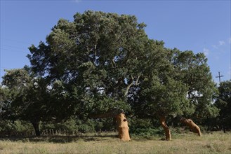 Freshly peeled Cork Oaks (Quercus suber)