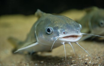 Tete Sea Catfish (Arius seemani)