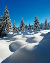 Deep snow-covered untouched winter landscape in the Harz National Park