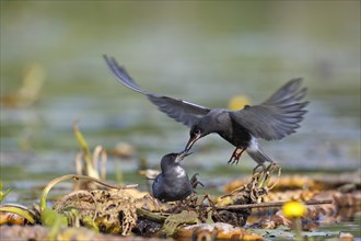 Black tern (Chlidonias niger)