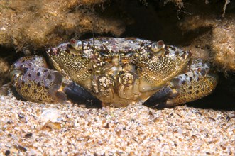 Warty Crab or Yellow Crab (Eriphia verrucosa)