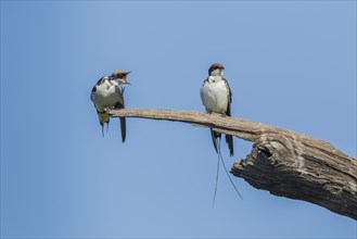 Wire-tailed Swallow (Hirundo smithii filifera)