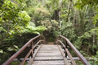 Wooden bridge leading into the dense jungle
