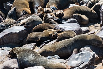 Colony of Brown Fur Seals or Cape Fur Seals (Arctocephalus pusillus)