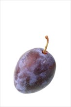 Italian plum