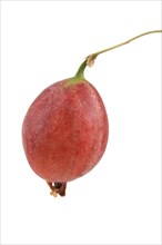 Red gooseberry (Ribes uva-crispa)