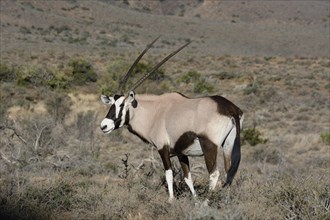 Gemsbok (Oryx gazella)