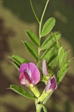 Common Vetch (Vicia sativa)