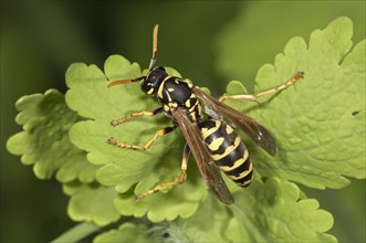 European paper wasp (Polistes dominula)